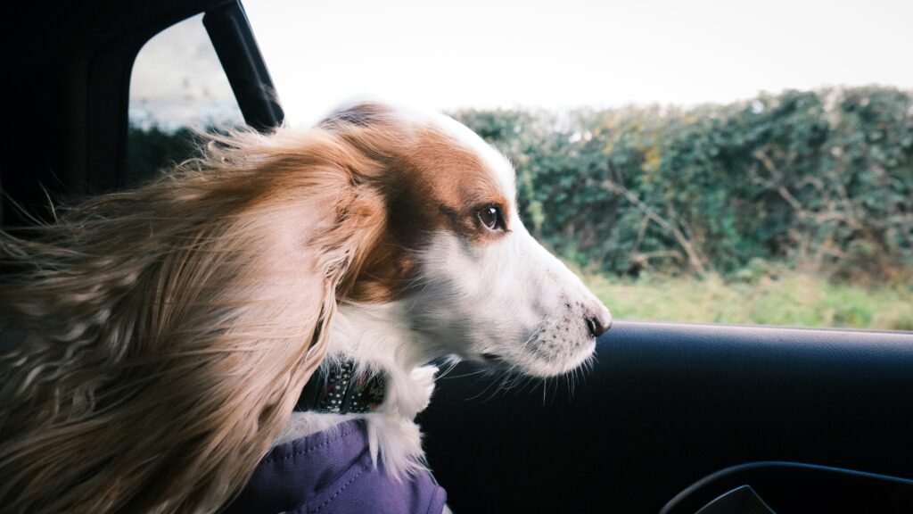 Dog with flowing ears looking out of a car window
