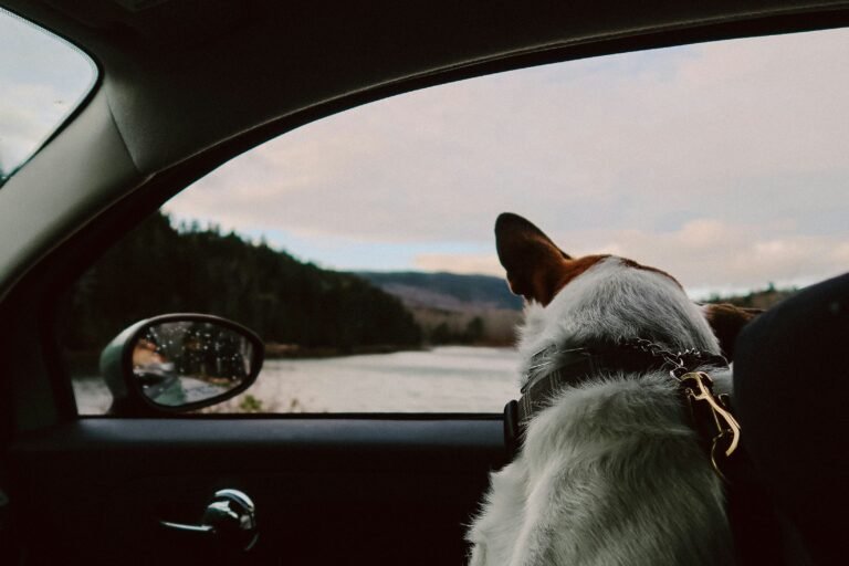 Dog looking out of the car window at a lake and hills during a road trip